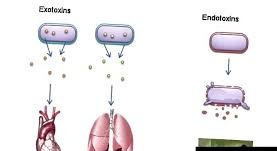 پاورپوینت اگزوتوکسین های پروتئینی